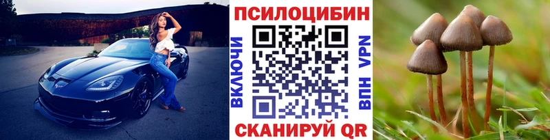 где купить наркоту  Дмитров  Галлюциногенные грибы Psilocybe 